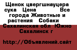 Щенок цвергшнауцера сука › Цена ­ 25 000 - Все города Животные и растения » Собаки   . Сахалинская обл.,Южно-Сахалинск г.